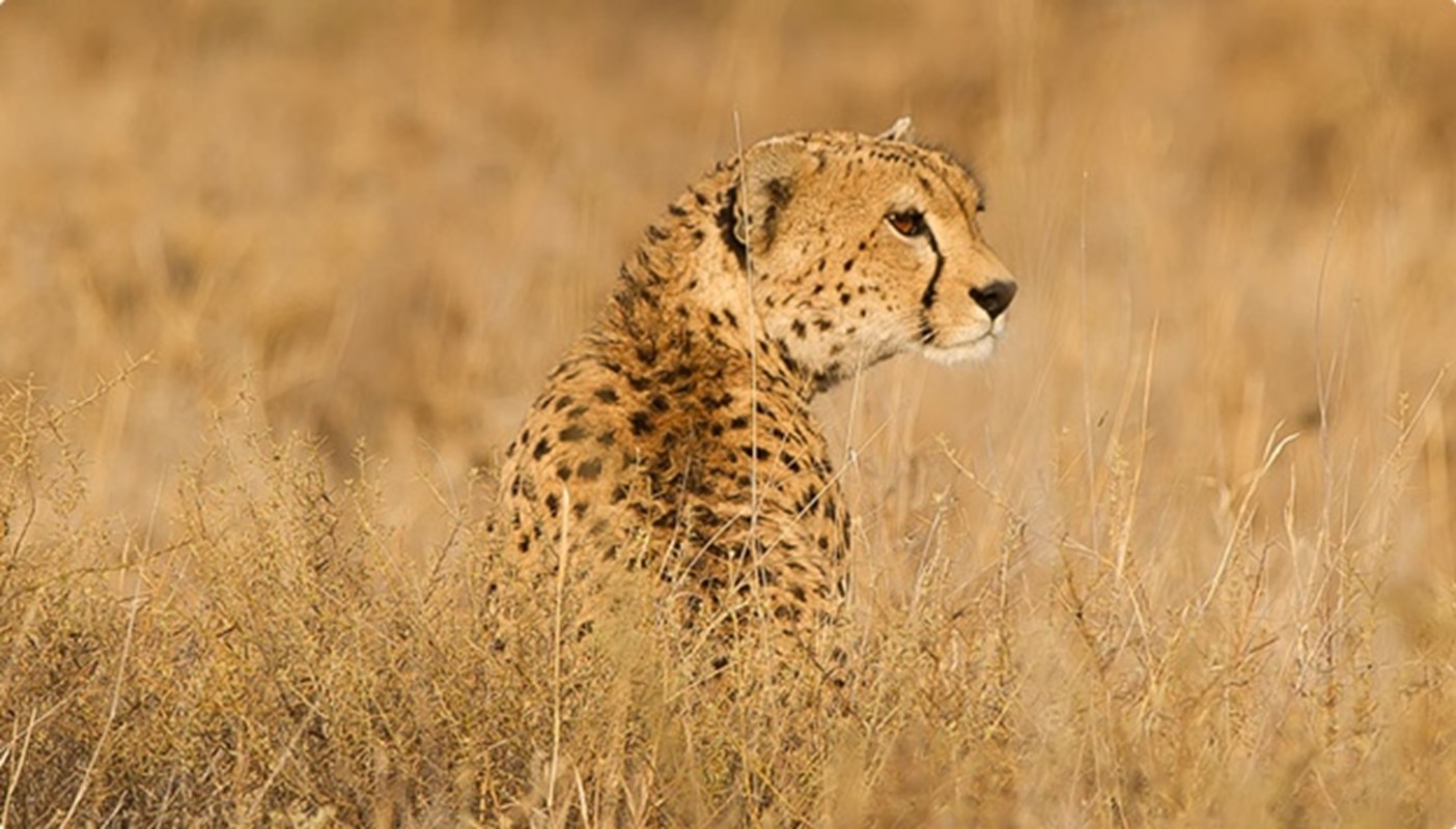 Cheetah In The Grass Serengeti Paul Joynson Hicks Hr