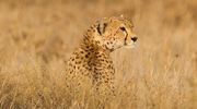 Cheetah In The Grass Serengeti Paul Joynson Hicks Hr