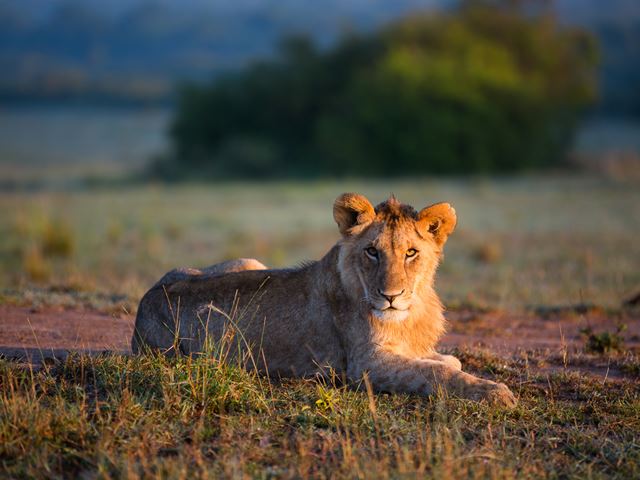 Lion-Young-Maasai-Mara-Nomadic-Camp-LR.jpg