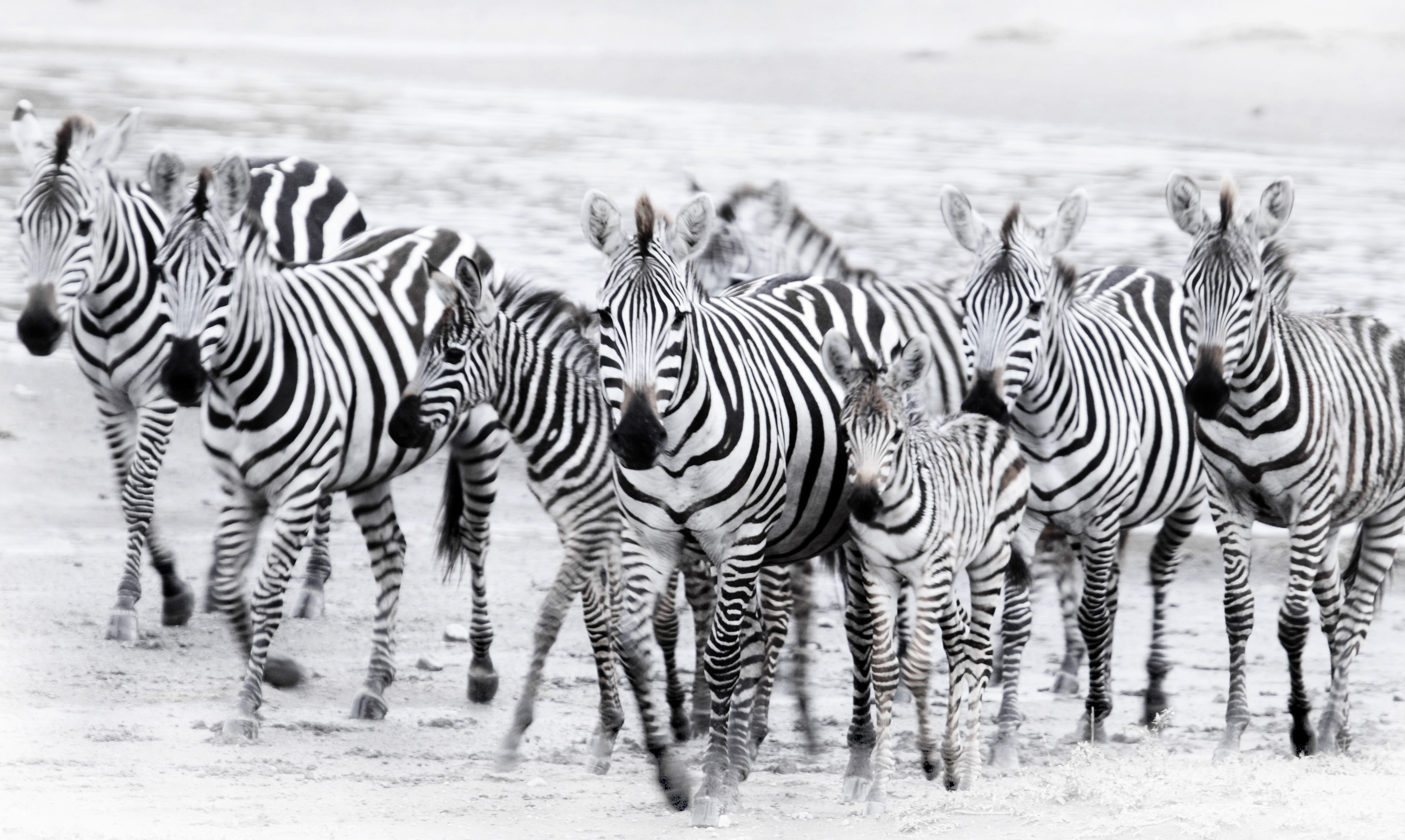 The spacing between the black and white stripes of the zebra tend to make it appear white with black stripes.