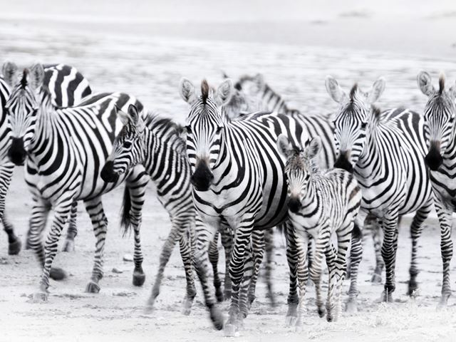 Zebra 4 Serengeti Gibello MR