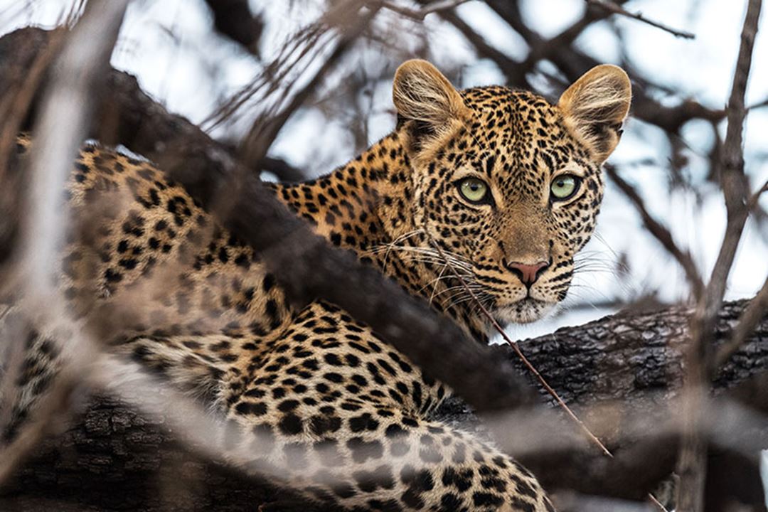 Jabali Leopard
