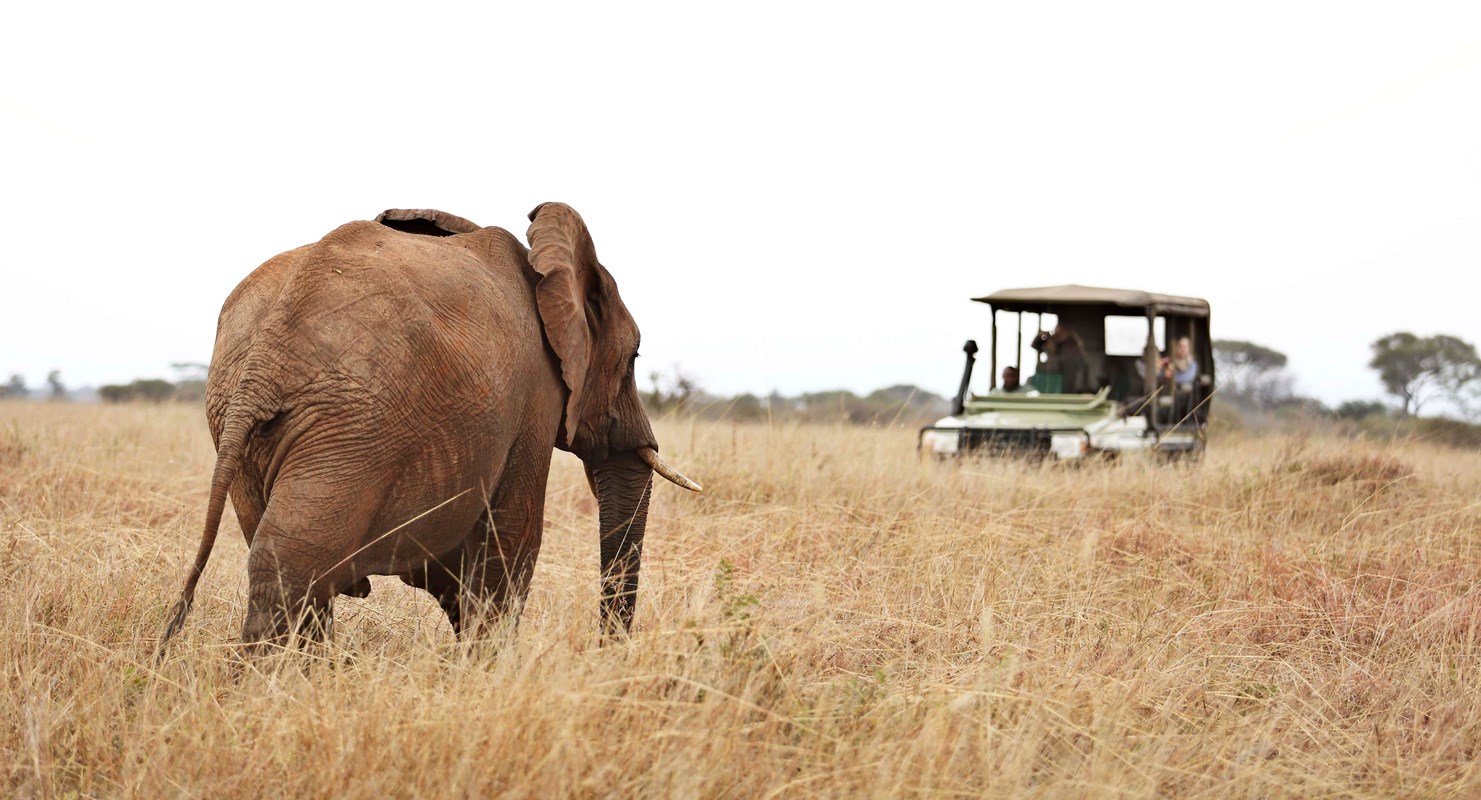 Tarangire National Park Game Drive With Elephant
