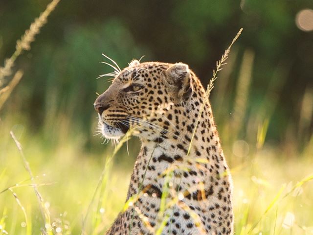 Leopard Grass Masai Mara 1