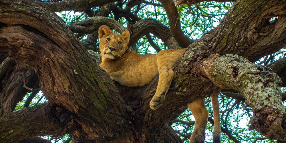 lion resting in a tree Lake Manyara