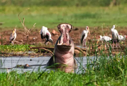 hippo yawning