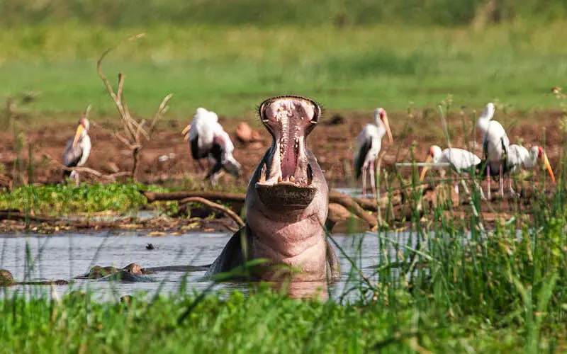 hippo yawning