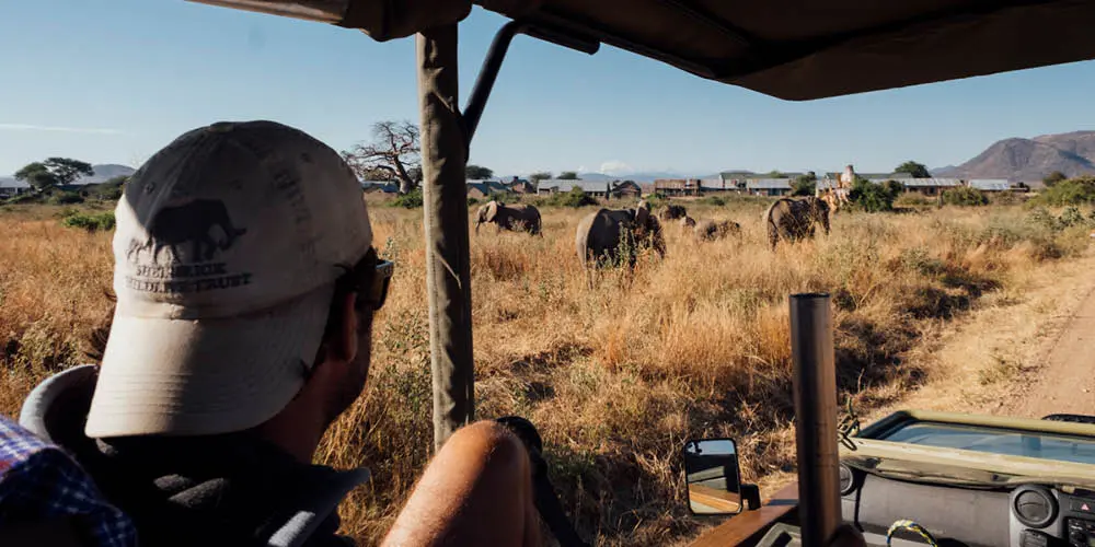 elephant sighting on game drive