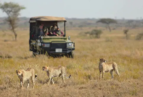 cheetah sighting on game drive