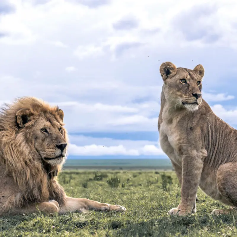A male and female lion look off into the distance