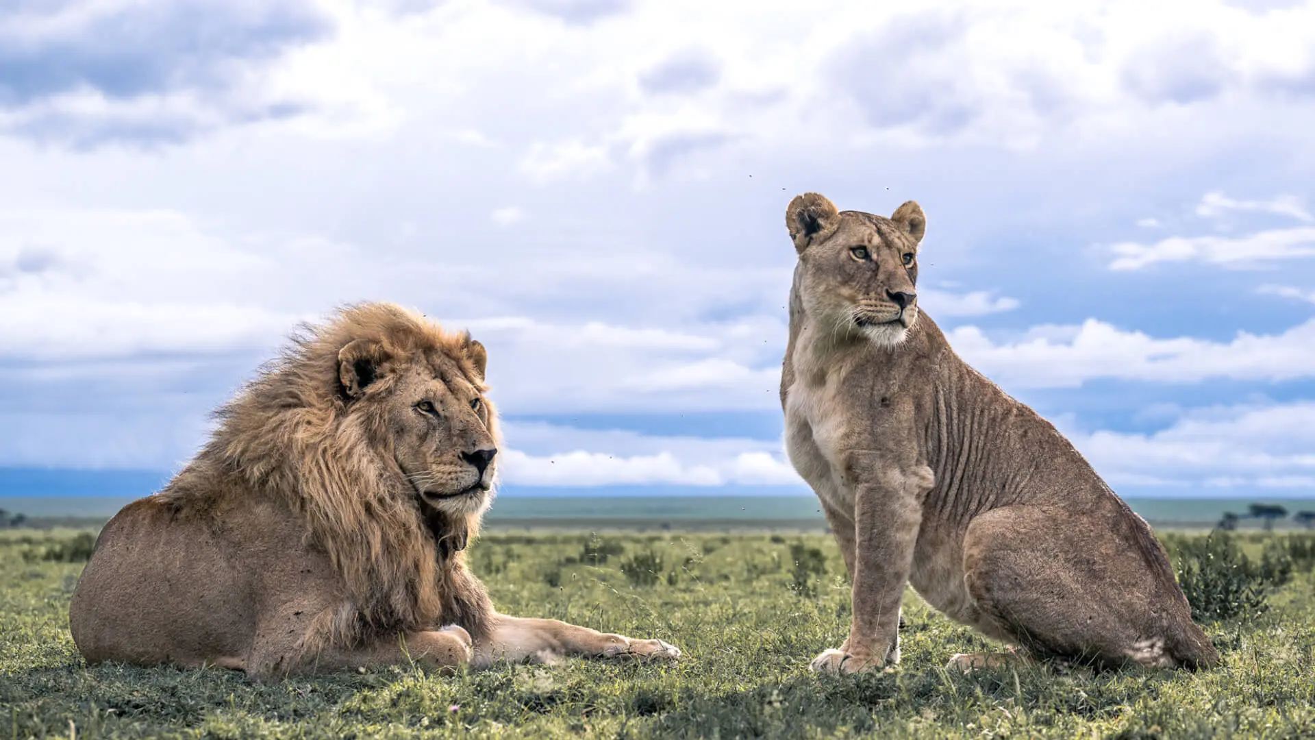 A male and female lion look off into the distance