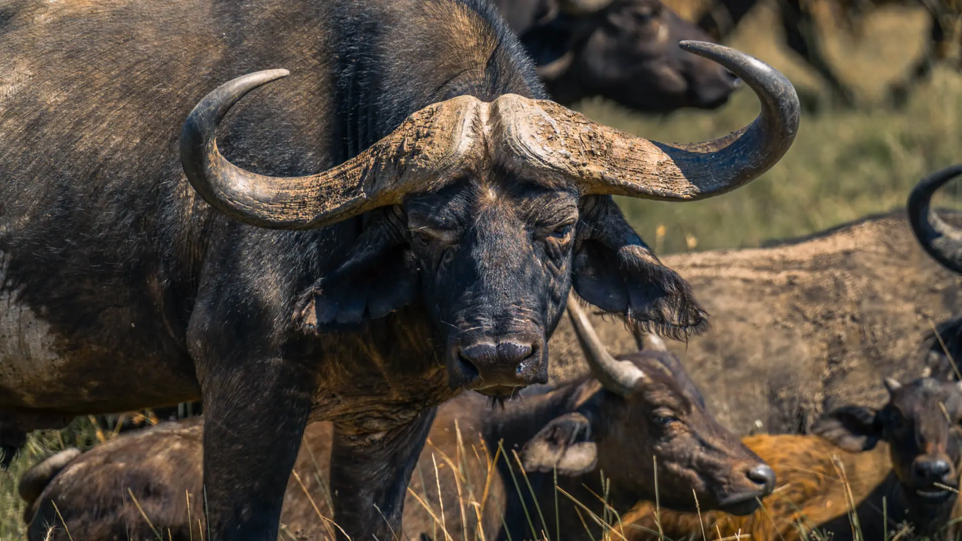 A herd of buffalo