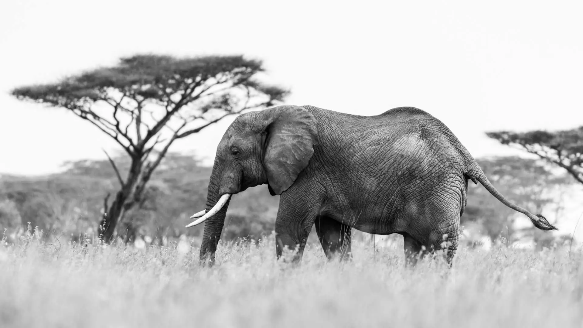 A black and white photo of an elephant on the plains in East Africa