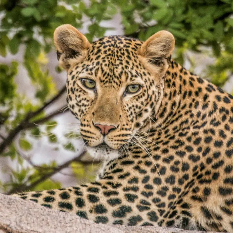 A leopard looking directly at the camera