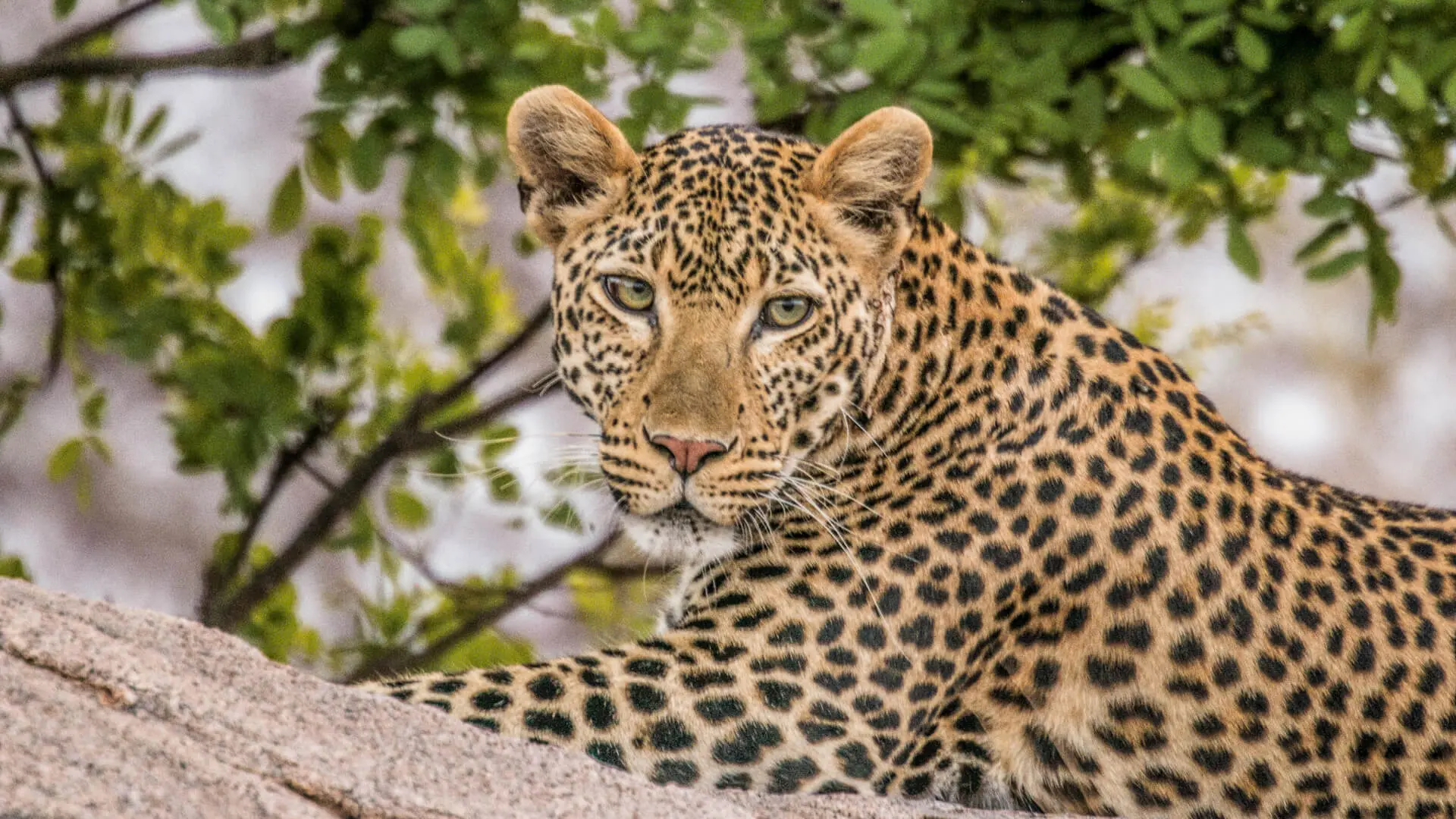 A leopard looking directly at the camera