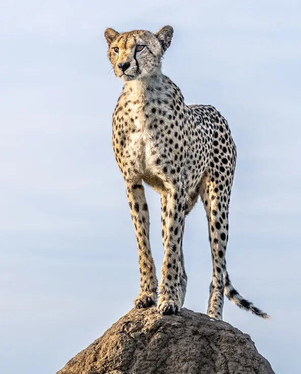 Cheetah stood on a rock in east africa