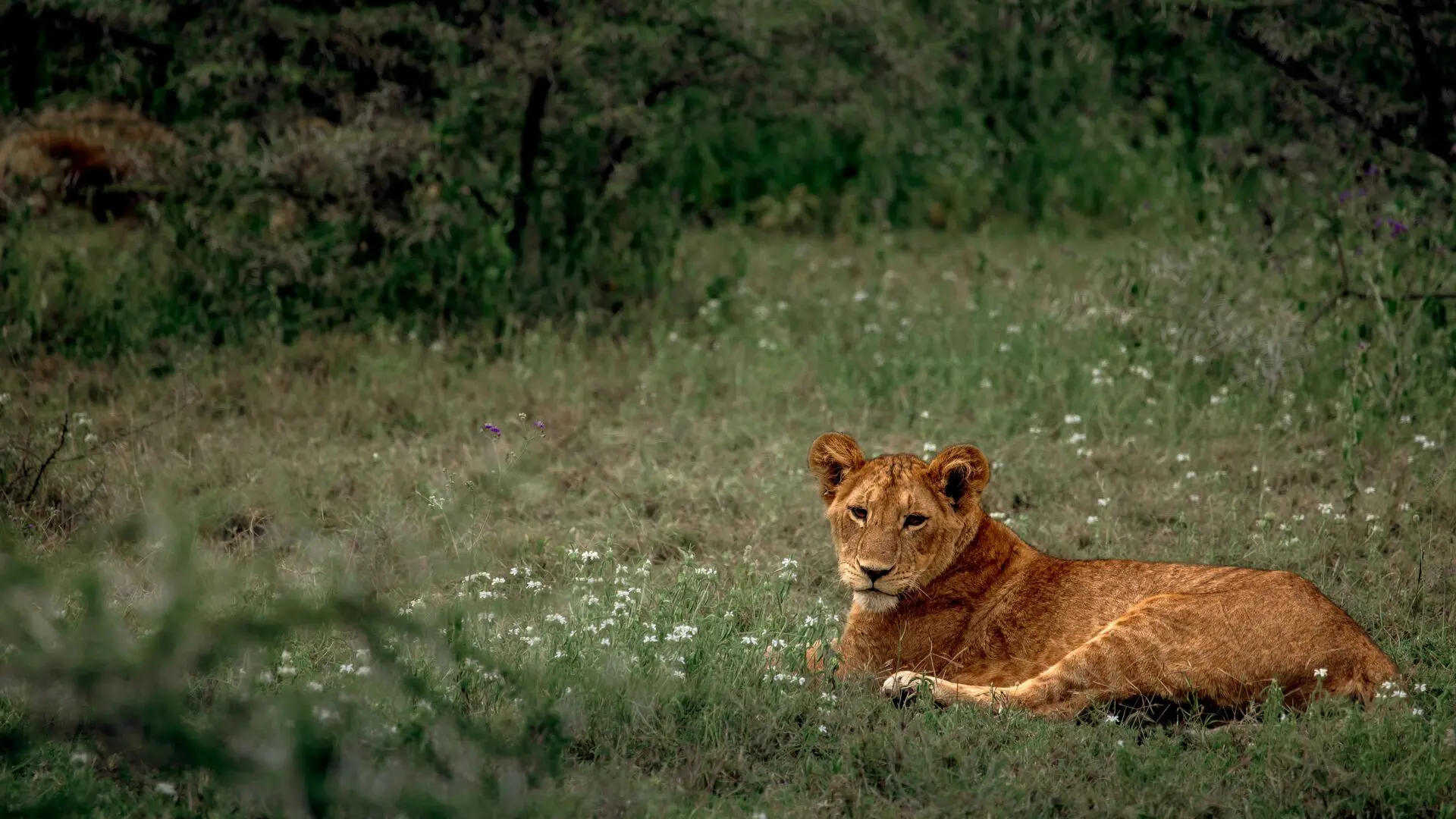 Young lion resting among grass and wildflowers in the Serengeti, Tanzania.