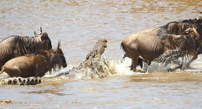 A crocodile attempts to make a meal of some wildebeest as a herd of them crosses the river | Asilia Africa