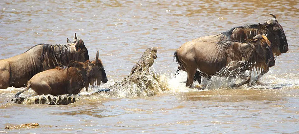 A crocodile attempts to attack a wildebeest as a herd of wildebeest crosses the river | Asilia Africa 