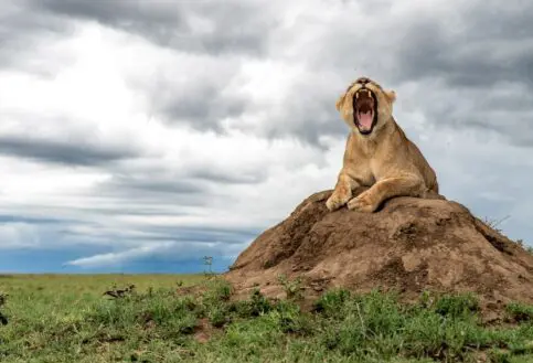 Lioness in Serengeti, Dunia Camp
