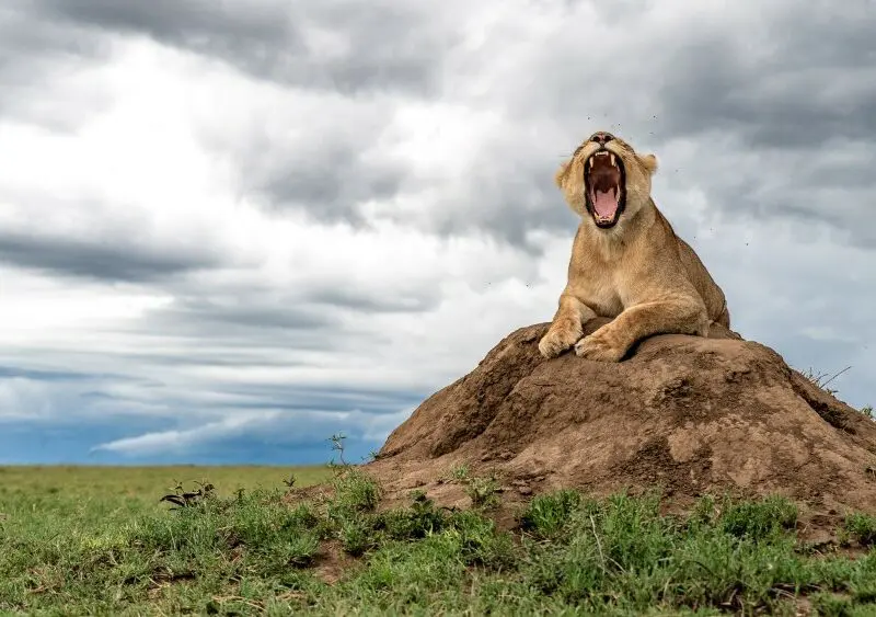 Lioness in Serengeti, Dunia Camp