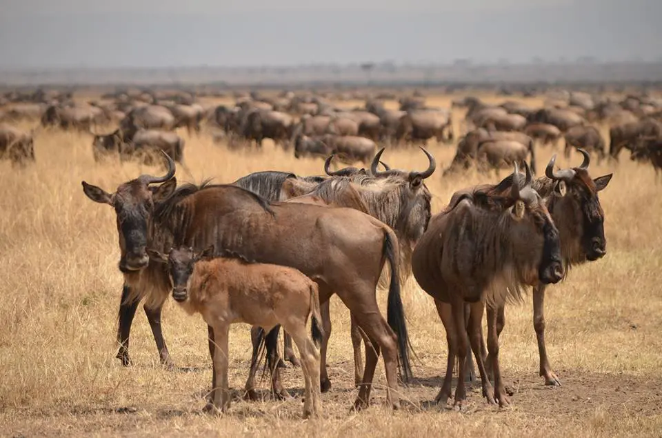 Large herds of wildebeest gather on a stretch of open land | Asilia Africa