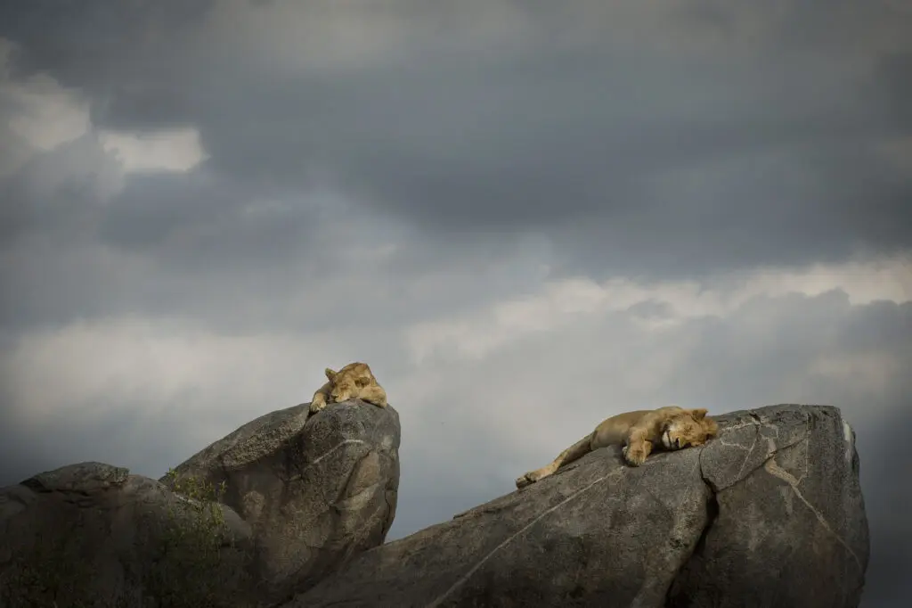 Two lions sleep on rocks with grey skies as their backdrop within namer Plains | All Asilia