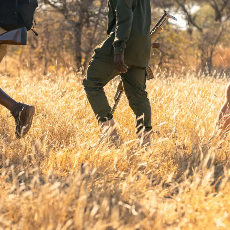 Guests and guides walk through tall, golden grass