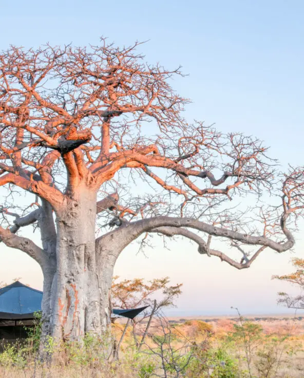 A large baobab towers over Usangu's tents
