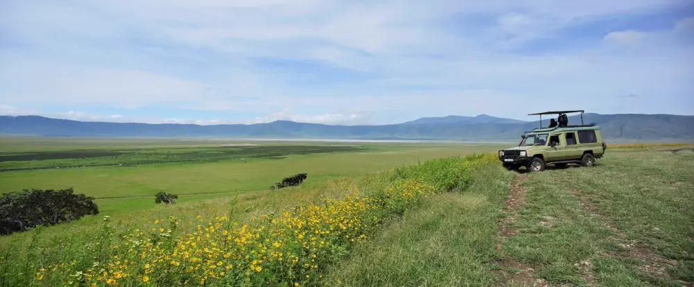 A game drive in the crater through fields of green grass