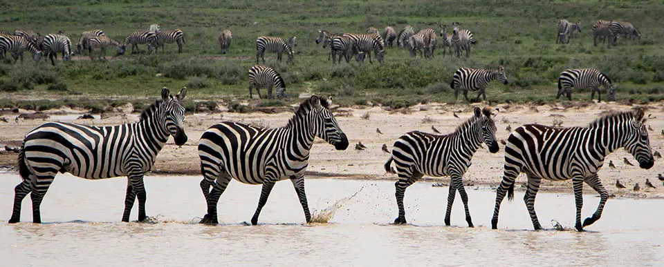 A dazzle of zebra graze on the green plains while a few make their way across a river | Asilia Africa