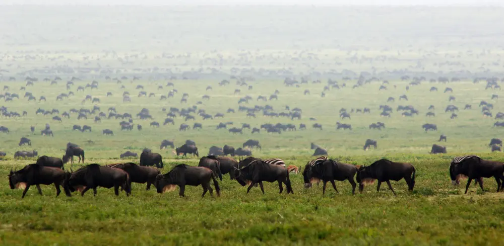 The Great Migration in Ngorongoro Conservation Area