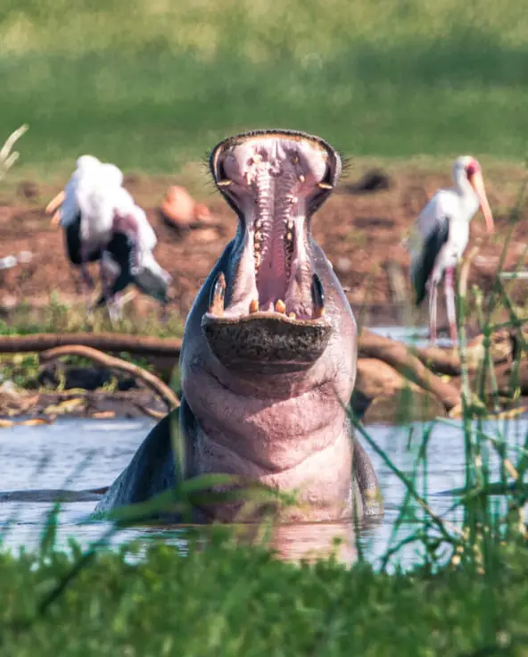 A hippo in Lake Manyara Arusha Tanzania