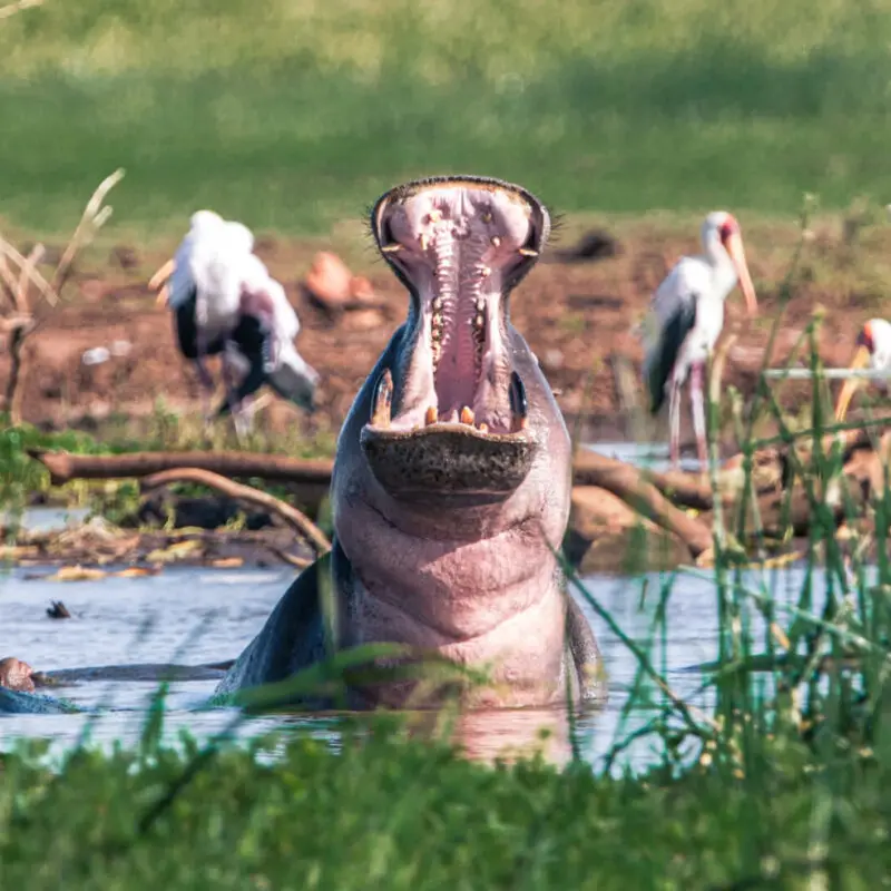 A hippo in Lake Manyara Arusha Tanzania