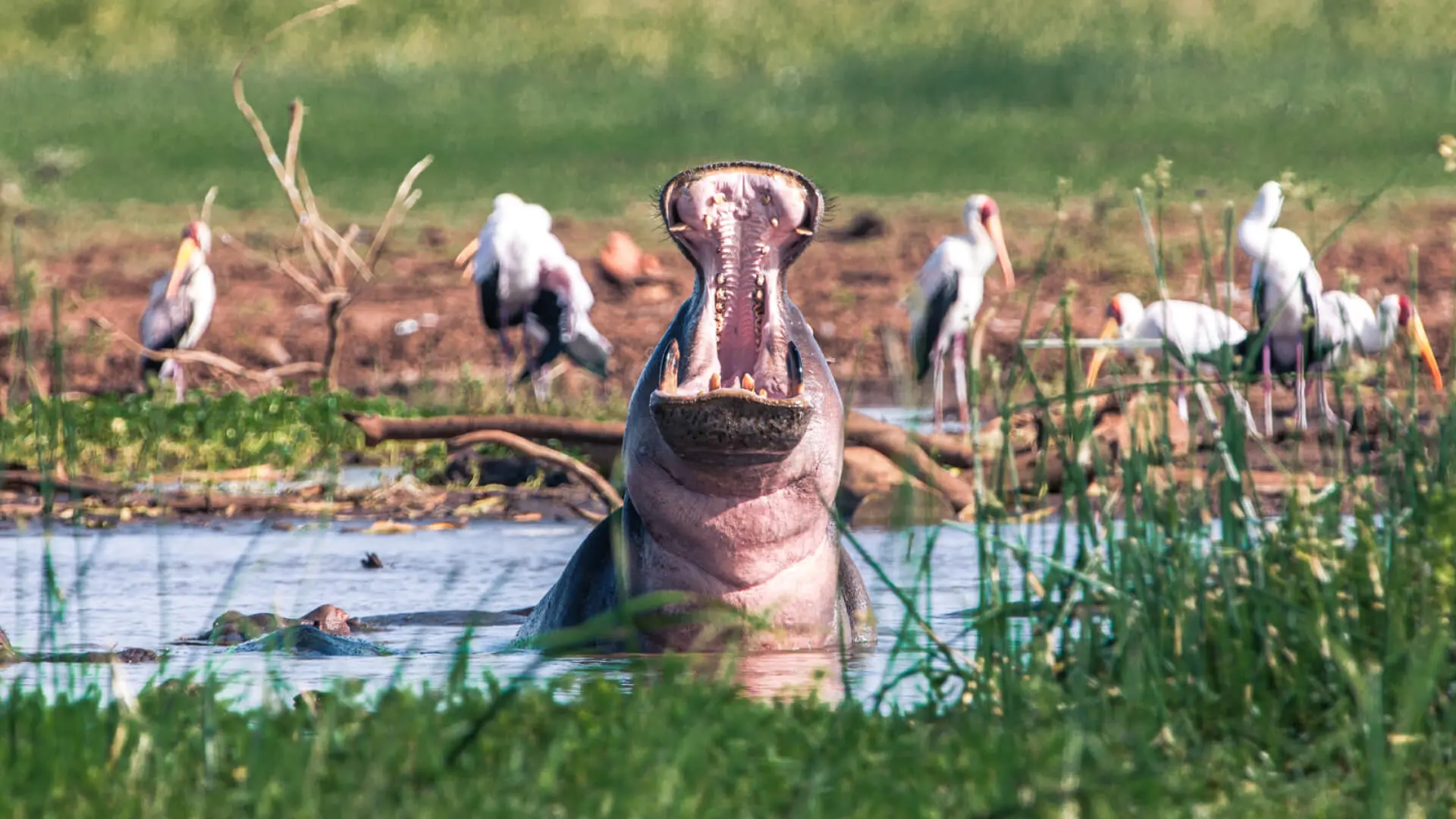 A hippo in Lake Manyara Arusha Tanzania