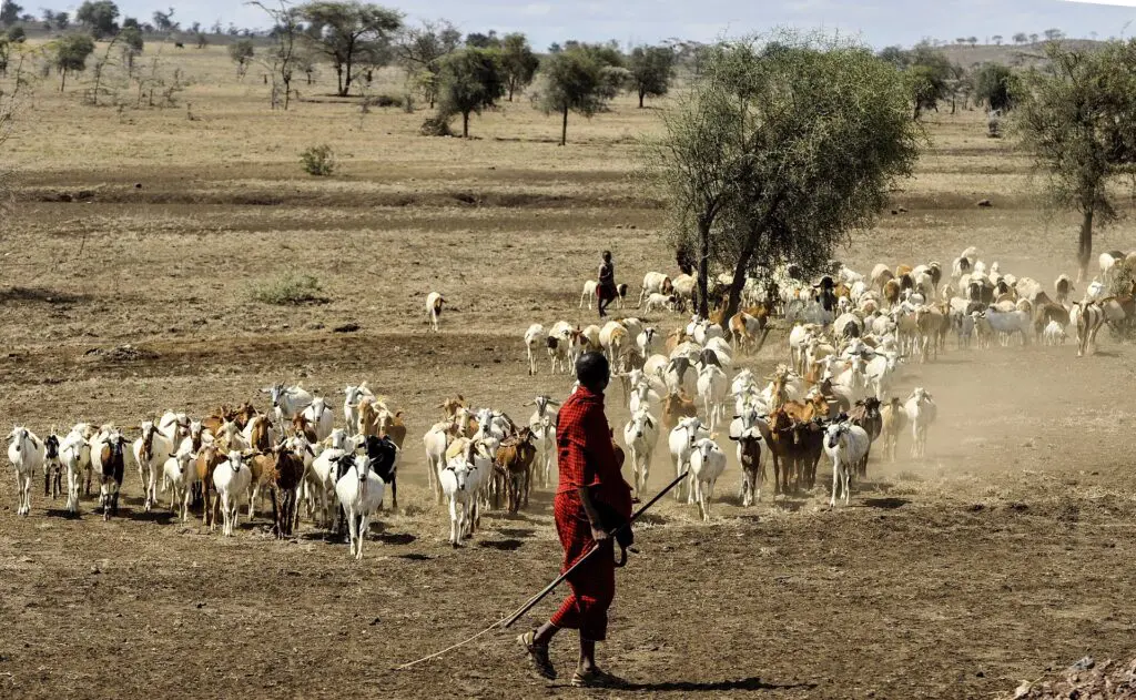 A Maasai herdsman tending to his goats and cattle in East Africa.