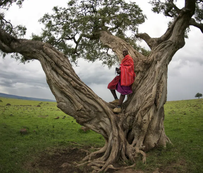 A Maasai in a tree in Kenya