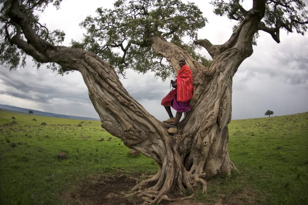 A Maasai in a tree in Kenya