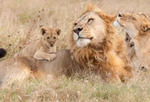 A Pride of lions relaxing with their cub in the Serengeti