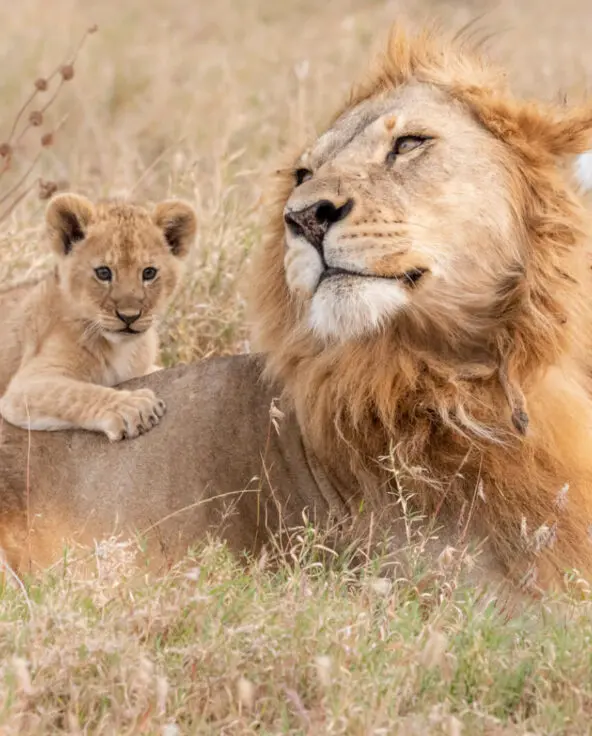 A Pride of lions relaxing with their cub in the Serengeti
