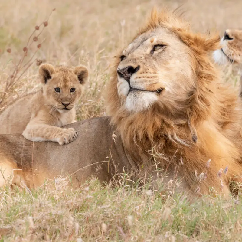 A Pride of lions relaxing with their cub in the Serengeti