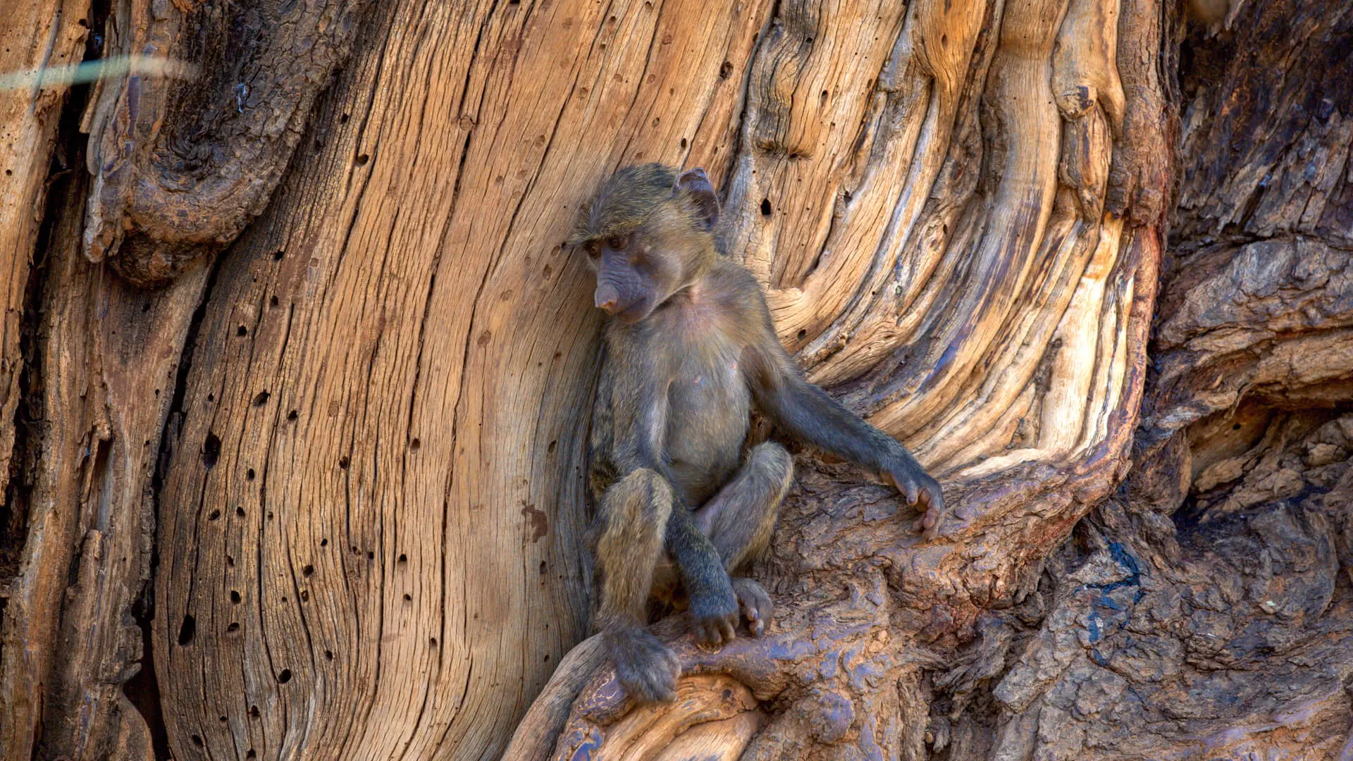 A baby baboon relaxing on the truck of a tree in Kenya