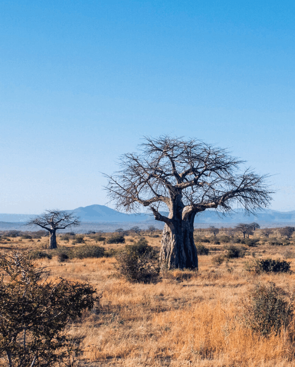Baobab trees in Ruaha National Park, southern Tanzania