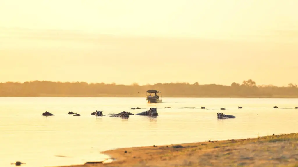 A boating safari approaches a pod of hippos