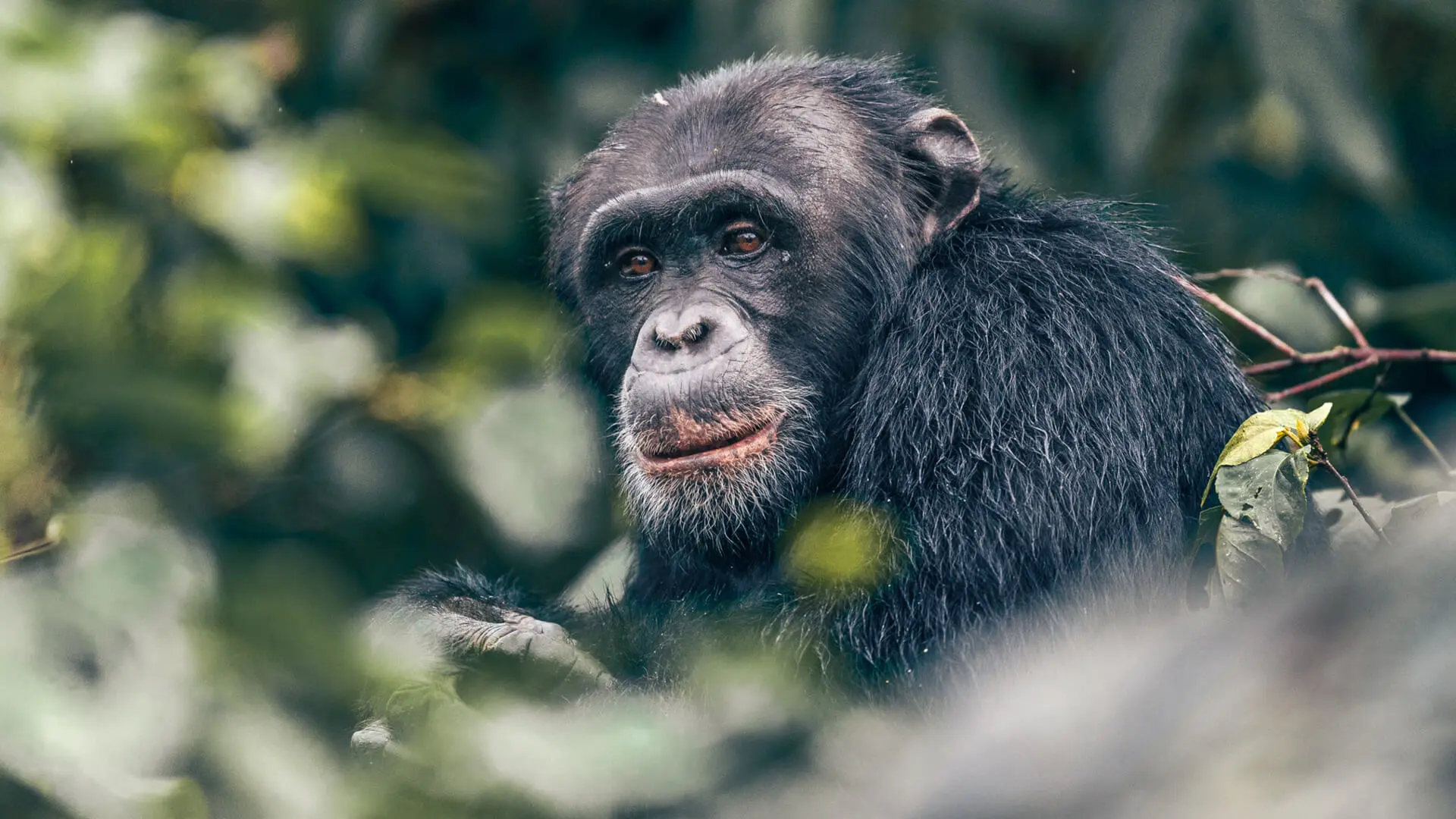 A male gorilla looks thoughtfully from his perch in the canopy