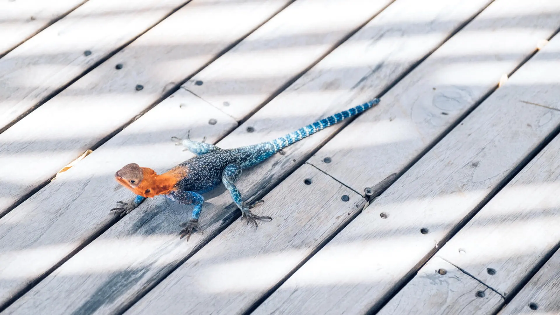 A common agama lizzard basking in the sun at Jabali Ridge Ruaha National Park Tanzania