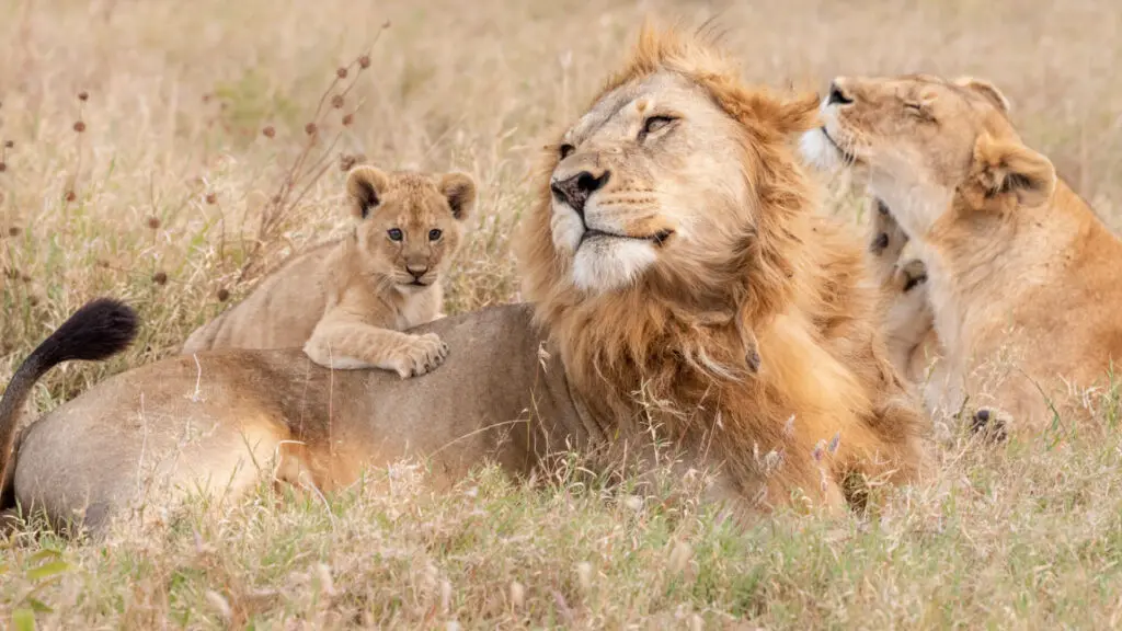 A lion cub climbs over its mother and father