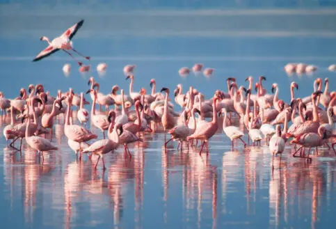 A flock of flamingos Lake Manyara Arusha Tanzania