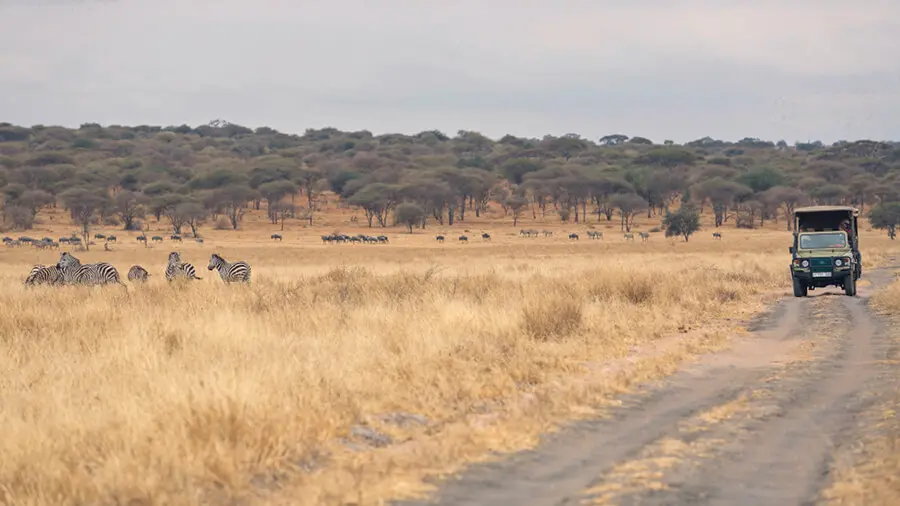 An Asilia vehicle travels along a dusty road in Tarangire with herds of zebra to one side