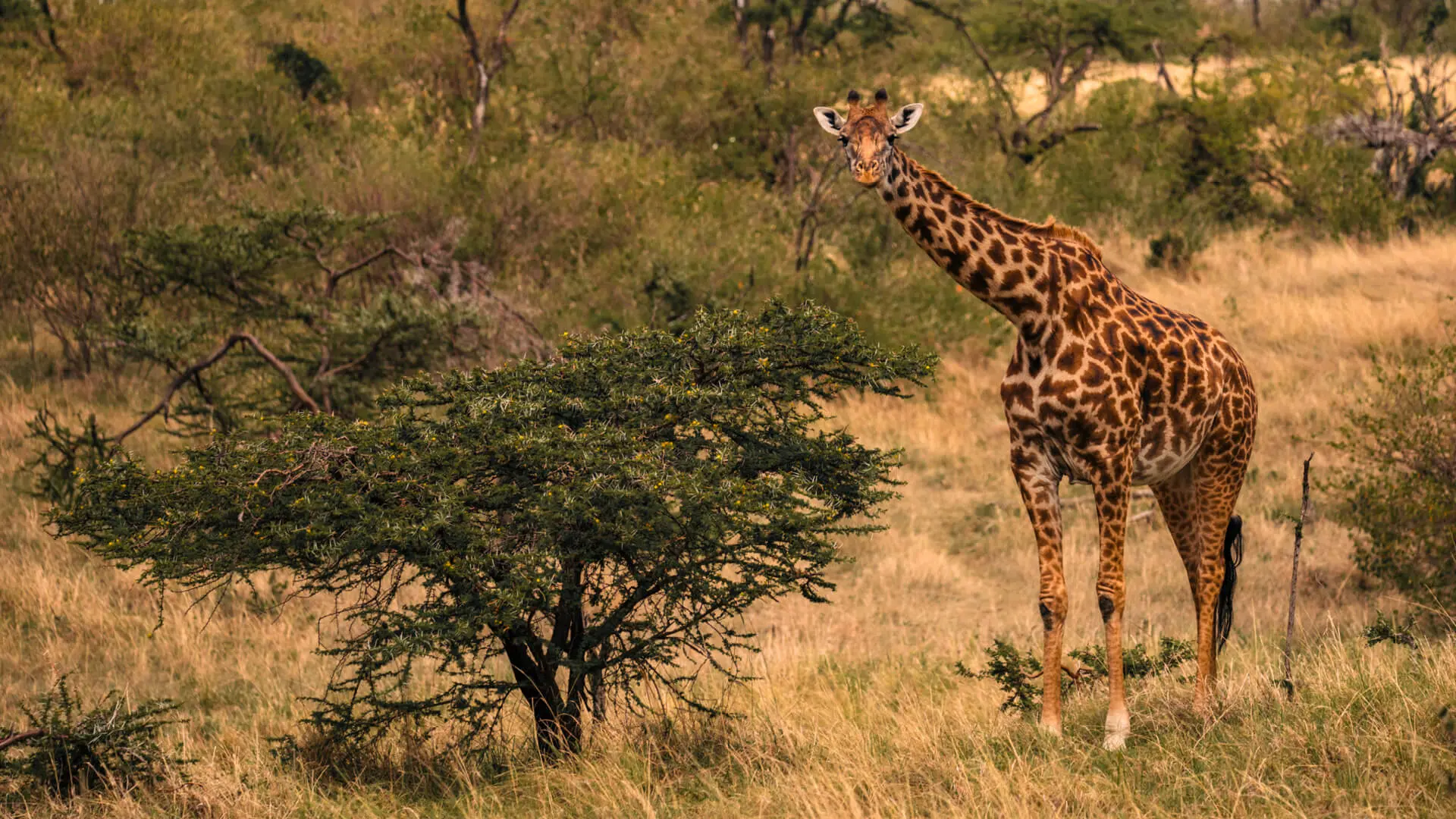 A giraffe stares intently at the camera in the Mara Naboisho Conservancy, Kenya